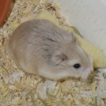 Argenterobo